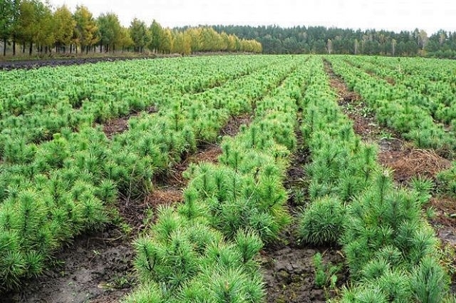 На Шепетівщині висадять більше 500 га лісу