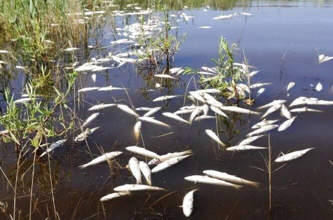 У річках Хомора та Случ на Шепетівщині переважно «мертва» вода