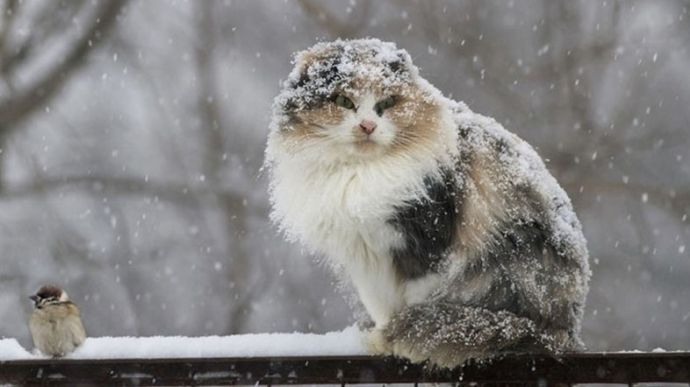На Благовіщення Шепетівщину омиє дощем зі снігом