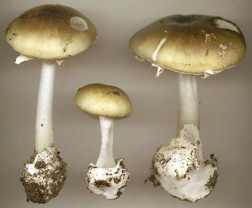 Як попередити отруєння грибами дітей