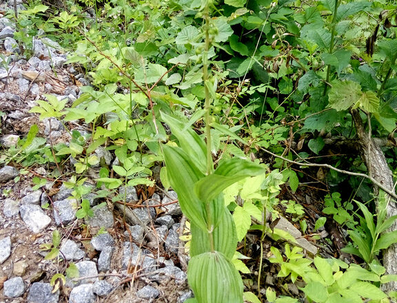 IMG_20170703_121315