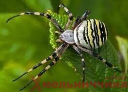 Одного з трьох отруйних павуків України помічено на Шепетівщині