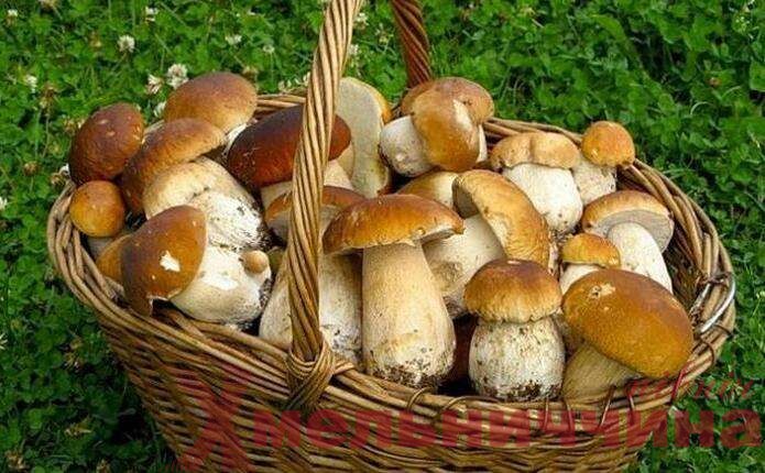 На Шепетівщині розпочався сезон грибів