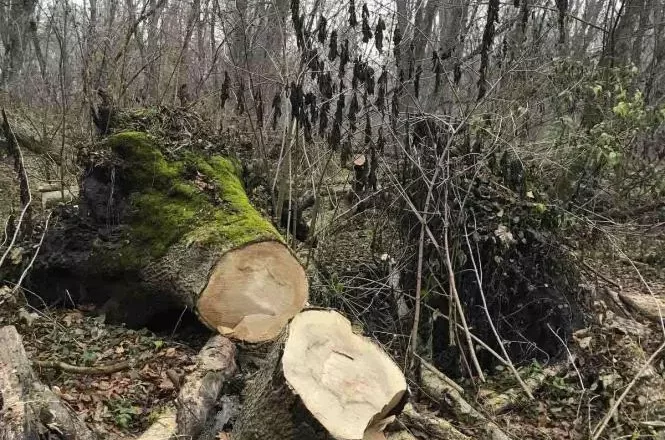 Майже 670 тисяч гривень збитків: на Хмельниччині лісове господарство незаконно вирізало понад 250 дерев