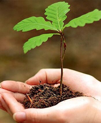 ДП «Славутський лісгосп» готується до весняної посадки лісу