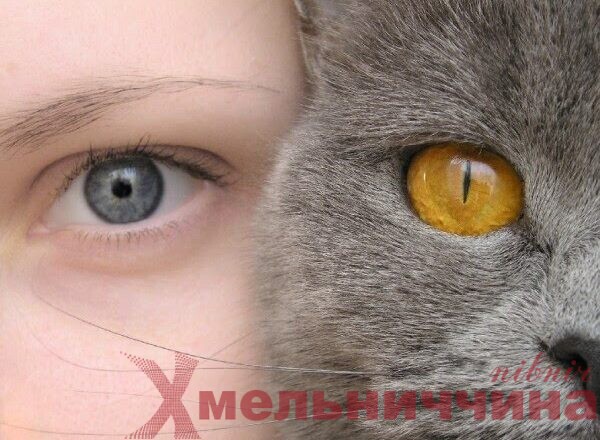 Який ти котик за гороскопом (частина 1)