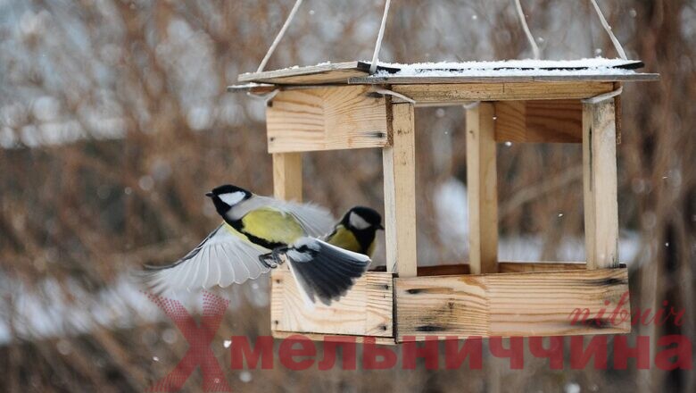 Зимова підгодівля птахів: про всі тонкощі та правила роз’яснює НПП «Мале Полісся»