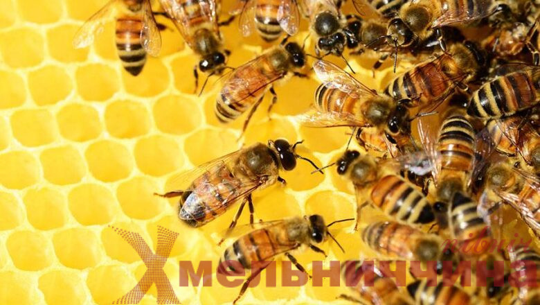 До уваги бджолярів: у Плужненській громаді повідомляють про застосування засобів захисту рослин