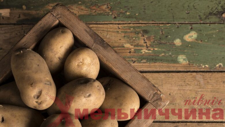 Ізяславська громада висадила понад тонну картоплі французького сорту