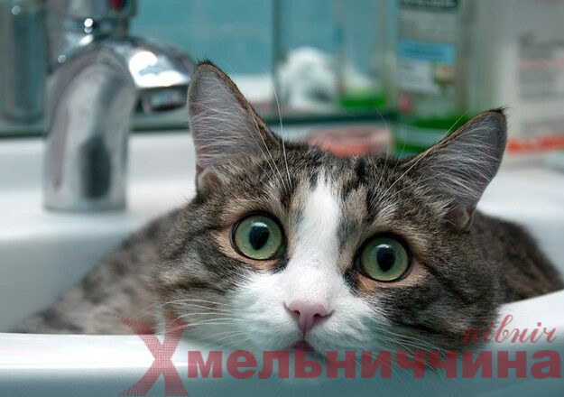 кіт вода