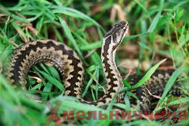 Лісівники Шепетівського лісгоспу розповідають як захиститися, розпізнати змій та що робити при їх укусах