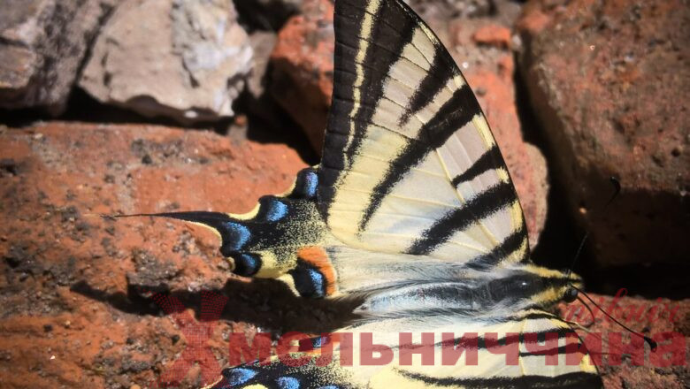 У “Малому Поліссі” виявили червонокнижних метеликів
