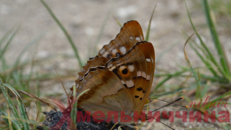 На території “Малого Полісся” мешкає 8 видів червонокнижних метеликів