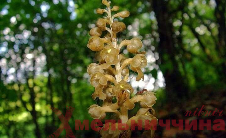 Унікальна лісова орхідея росте в угіддях “Малого Полісся”