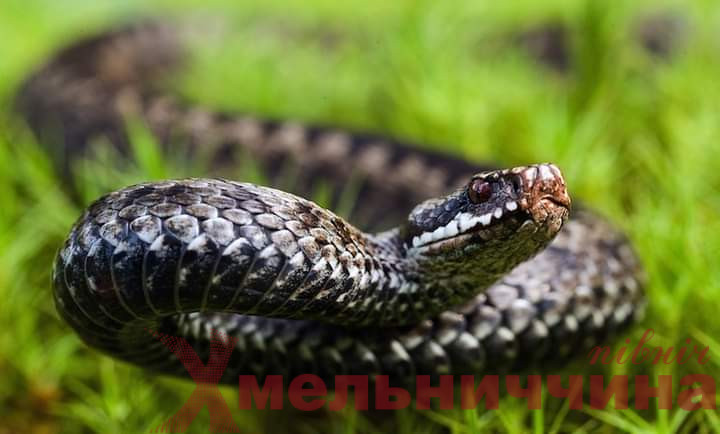 Під час збору ягід на Славутчині жінку вкусила змія