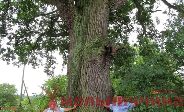 Де на Шепетівщині росте найстаріше дерево області?