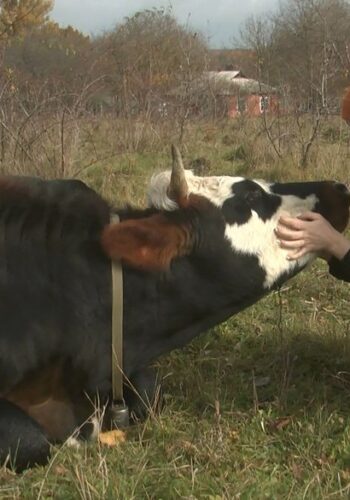 Продовжити справу бабусі-фермерки: на Хмельниччині родина утримує просто неба понад 20 корів