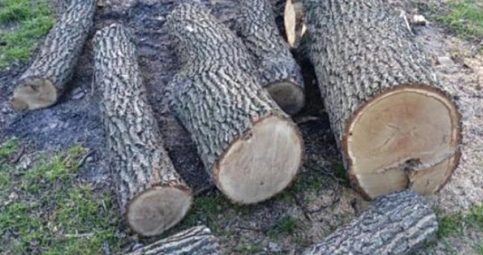 Двоє братів з Шепетівщини вирубали дубів на майже півмільйона гривень