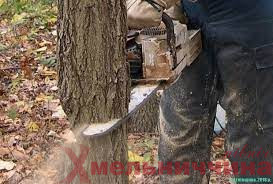 На Полонщині чоловік незаконно вирубав понад 35 дерев