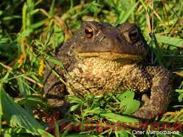 На Шепетівщині судили підлітка, який прив’язав до дерева хлопчика, бив кропивою та кинув жабу до білизни