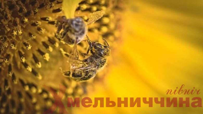 212 400 гривень за загиблі бджоли сплатить підприємство з Шепетівщини