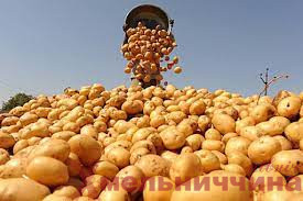 Хмельниччина лідирує по Україні за врожайністю картоплі
