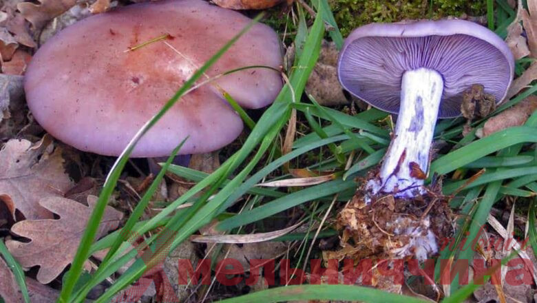 Семеро людей на Хмельниччині отруїлися дикорослими грибами