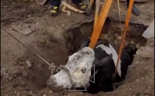 На Ізяславщині рятувальники визволяли корову з погреба