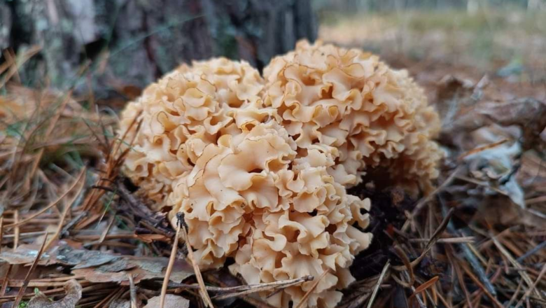 На півночі Хмельниччини виявили рідкісний червонокнижний гриб