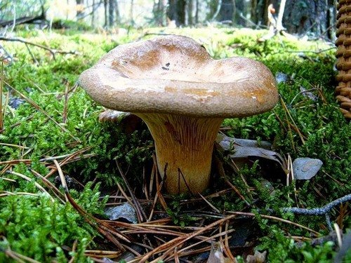 Подружжя з Шепетівщини отруїлося дикорослими грибами