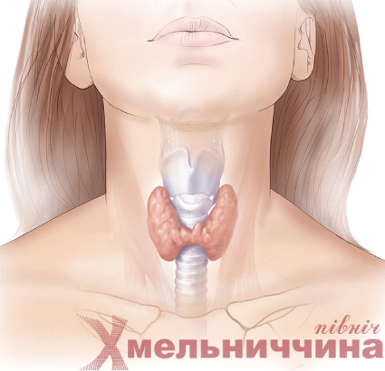 Шепетівський ЦПМСД: все, що важливо знати про щитовидну залозу
