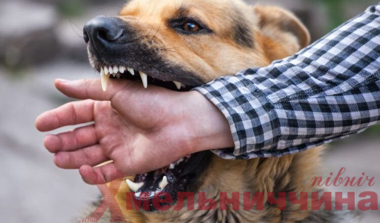 На Шепетівщині виявили сказ у безпритульного собаки
