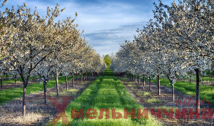 На Хмельниччині Vitagro розширює яблуневі та черешневі сади