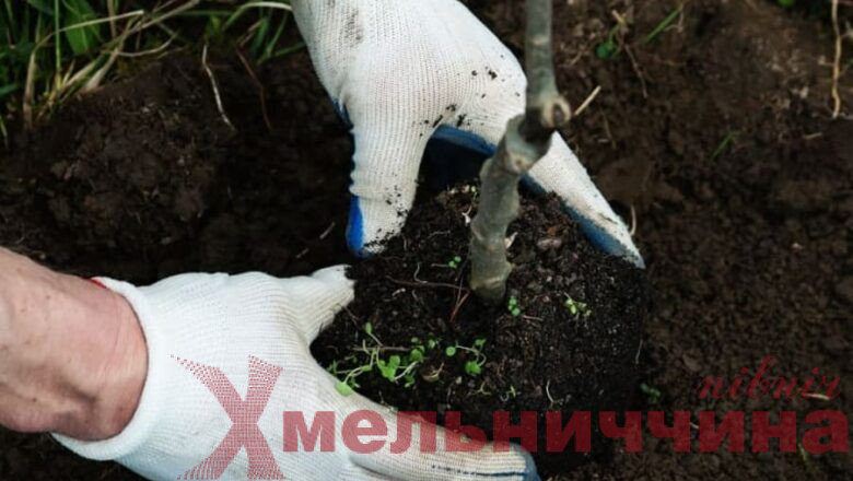 Весна чи осінь: коли найкраще садити дерева в саду?