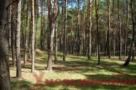 Полонська міськрада повернула понад тисячу гектарів лісу в державну власність, вартістю майже 11 мільйонів гривень