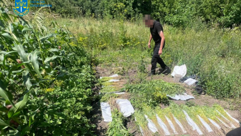 Незаконне городництво: на Хмельниччині чоловік виростив більше 1700 кущів конопель