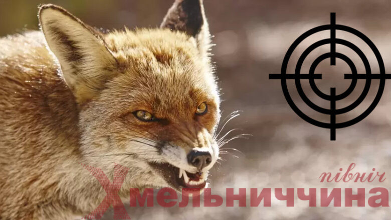 Хижі тварини біля домівок: у Білогірській громаді здійснюють контроль чисельності диких звірів