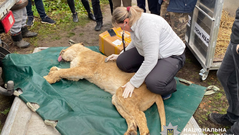 Левиці, що втекли з вольєра у приватному зоокуточку Хмельницького, переїдуть до столичного реабілітаційного центру