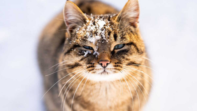 Прогноз погоди в Шепетівці на 16 грудня: «Сонячний перепочинок» серед зимових хмар. Чи чекати на ожеледицю?