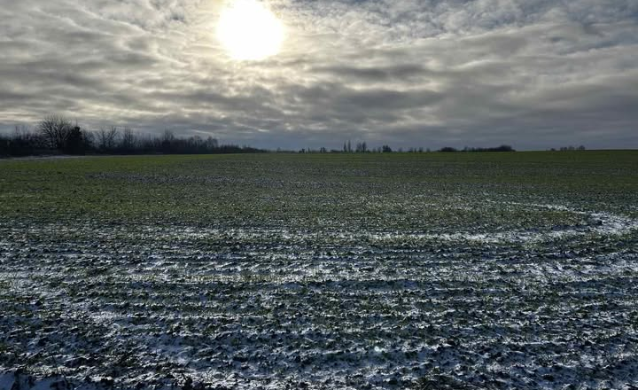 Озимина-2026 на Шепетівщині: у «Фармгейт Україна» зробили ставку на якість посівів