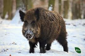 На Хмельниччині дозволили полювання на дикого кабана: навіщо це потрібно та які правила діють