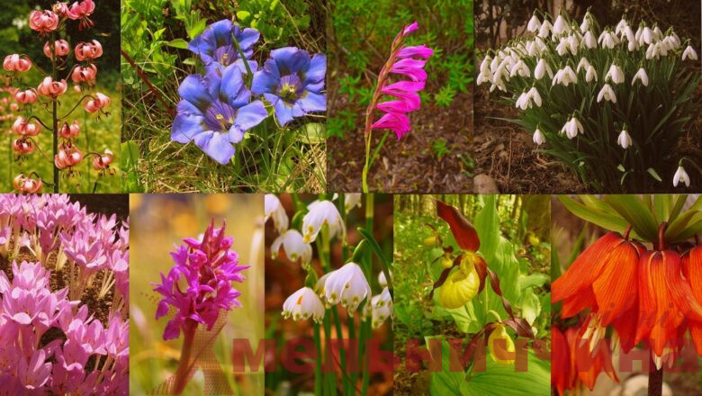 Весняна краса під загрозою: чому первоцвіти потребують нашого захисту