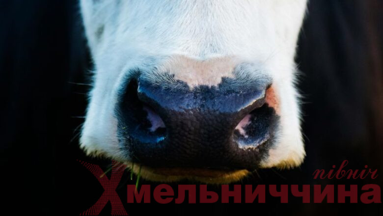 Нові правила для ветеринарної галузі: в Україні набрав чинності профільний закон