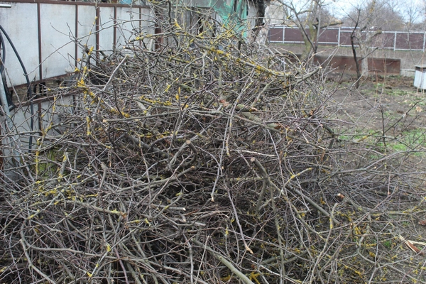 Весняна обрізка дерев у Славуті: як зробити місто чистішим, а гілля — корисним ресурсом