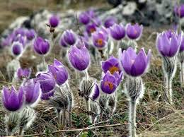 Збереження первоцвітів: на Плужненщині посилюють контроль за торгівлею рідкісними рослинами