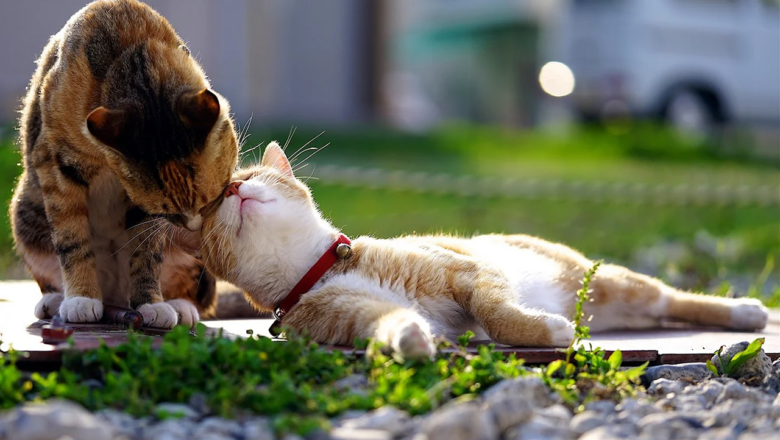 Прогноз на 10 березня: весна випробовує Шепетівщину на міцність «температурними гойдалками»