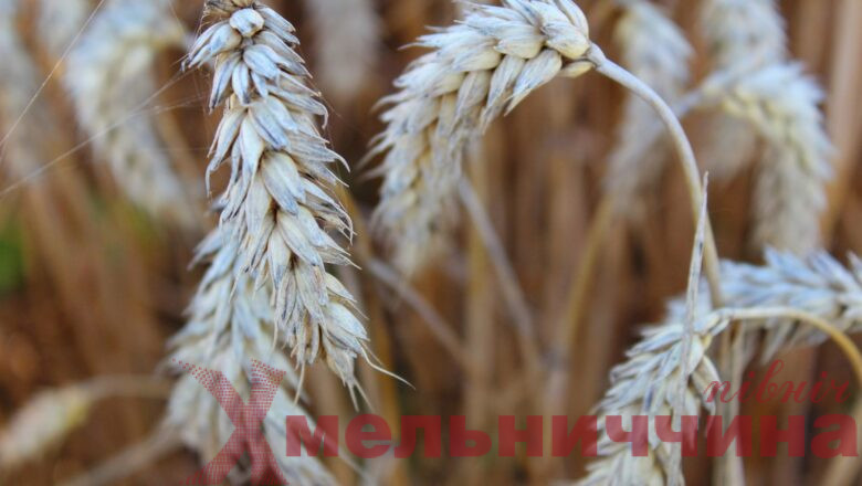 Фермерам пропонують фінансову підтримку: як взяти участь у новому конкурсі