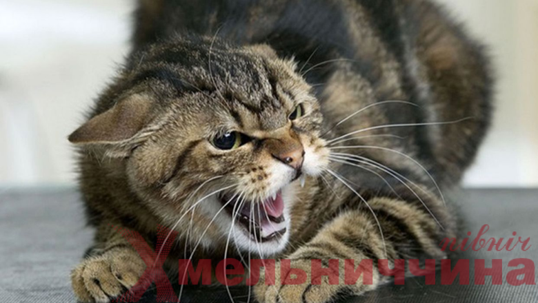 Весняна небезпека: чому зростає ризик сказу та як себе захистити