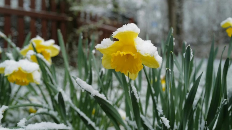 На Шепетівщину йдуть нічні заморозки: прогноз погоди на 21 квітня