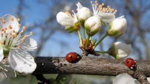 Остання п’ятниця місяця: прогноз погоди на 24 квітня